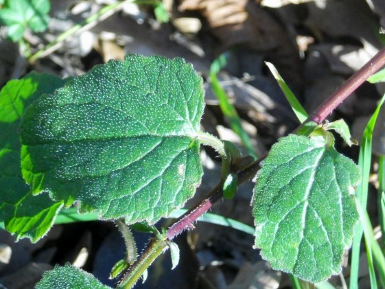 Campanula trachelium